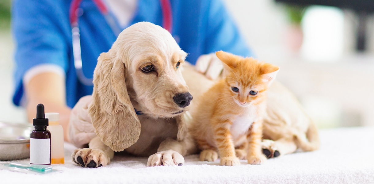 みなはるペットクリニック