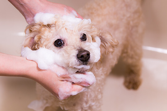 ノースショアドッグ