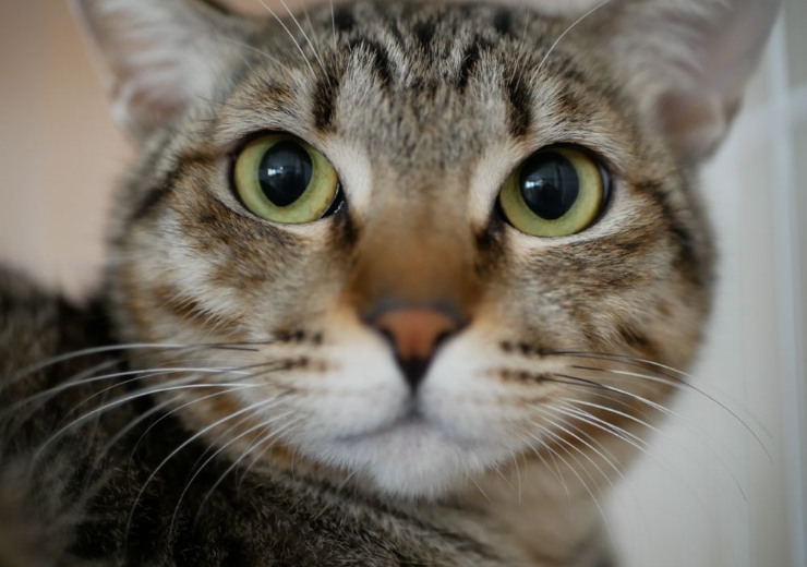 堺スペイクリニック