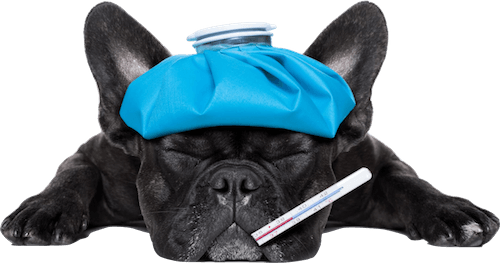 ふかみ動物病院