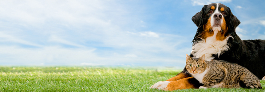 ヒマラヤン動物病院