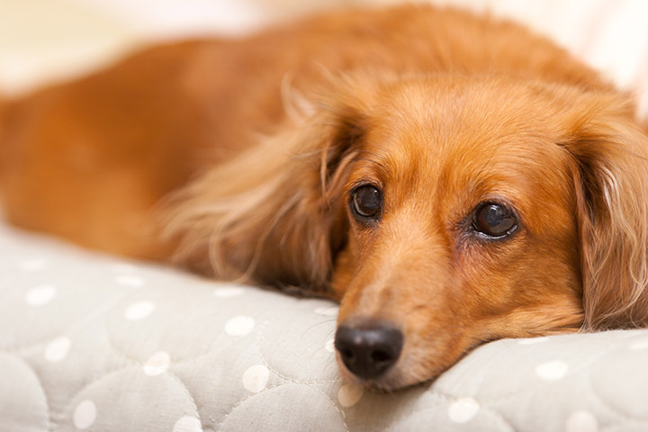 ダクタリ動物病院 東京医療センター
