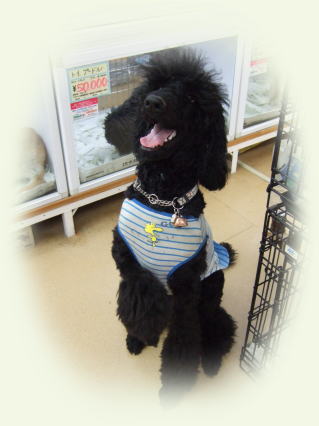 グリーンペット川西店