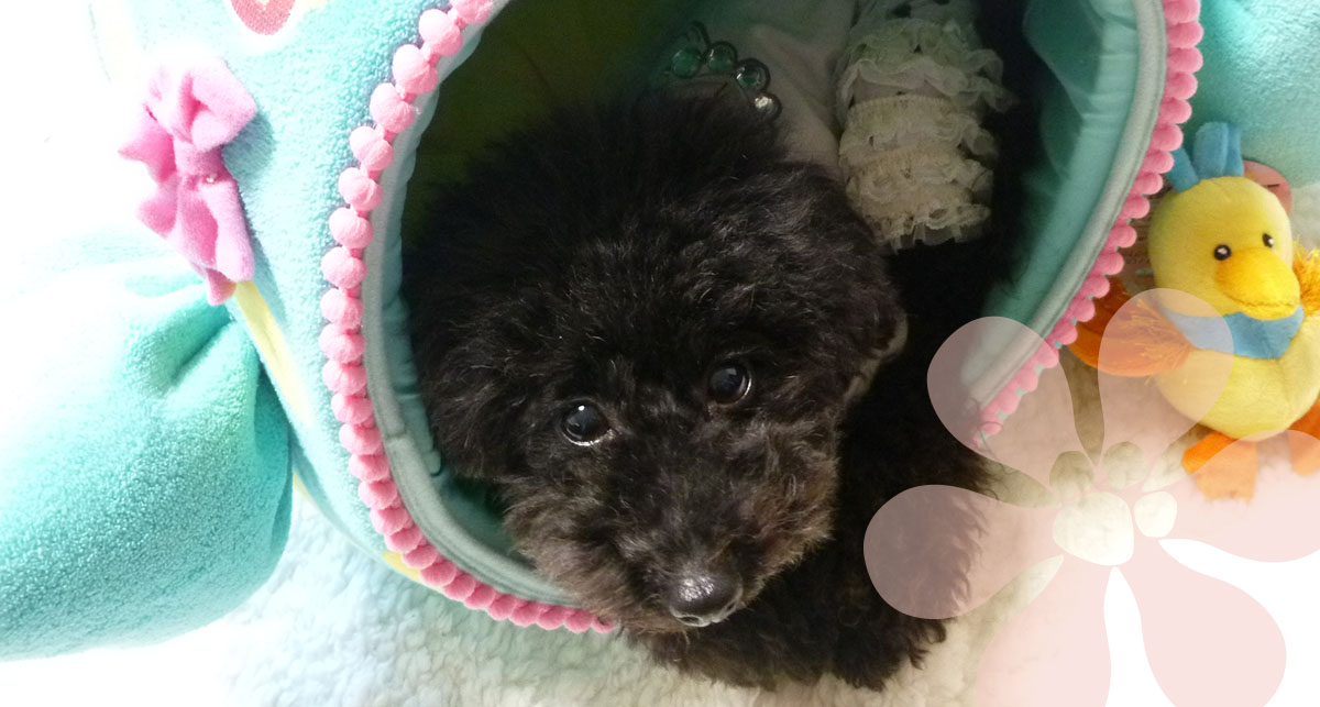 カーネチュチュ