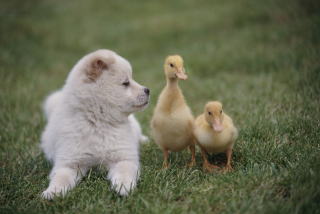 ワンコの美容室クララ
