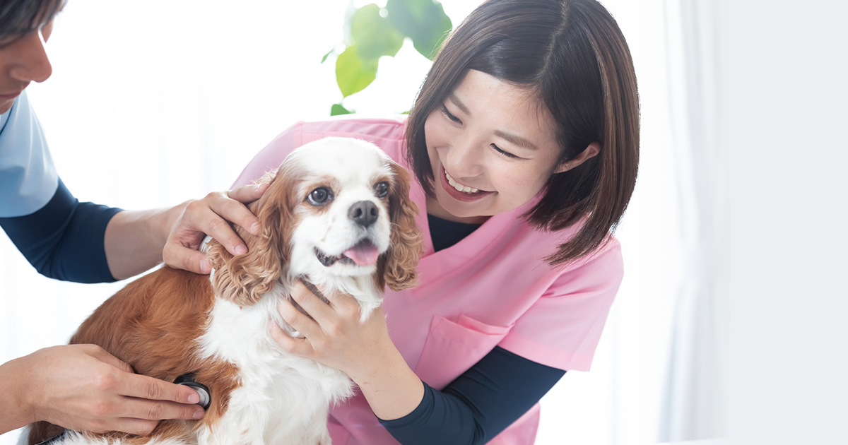 しん中央動物病院