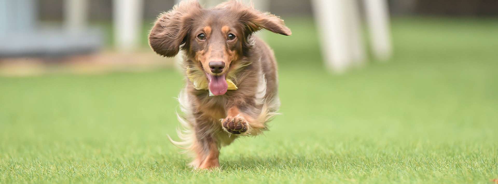 中四国どうぶつ眼科