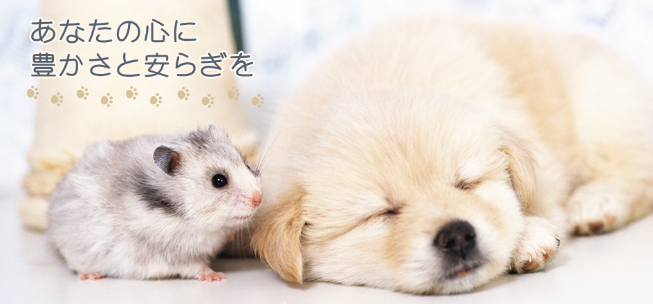 ぷるーと動物病院