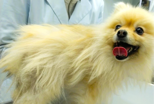 藤沢セレナ皮ふ科動物病院