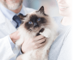 倉敷マスカット通り動物病院