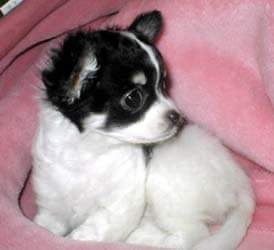 アニマルステイホーム