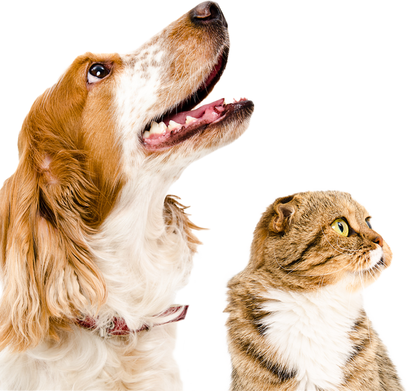 宇都宮夜間どうぶつ病院