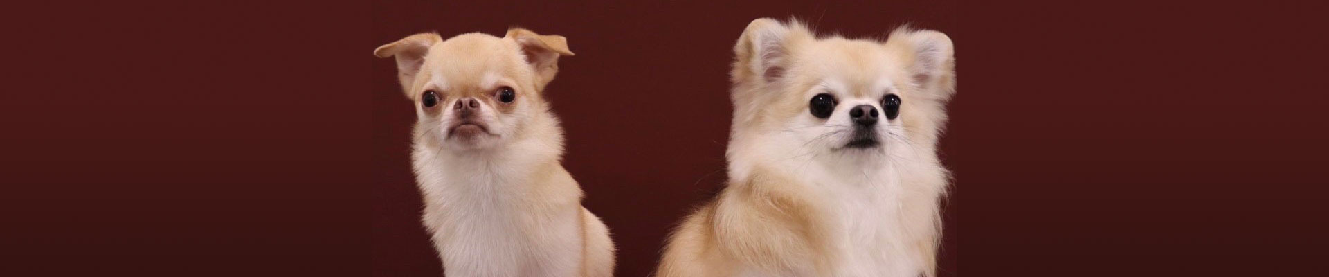 ローズマリー岡崎大樹寺店