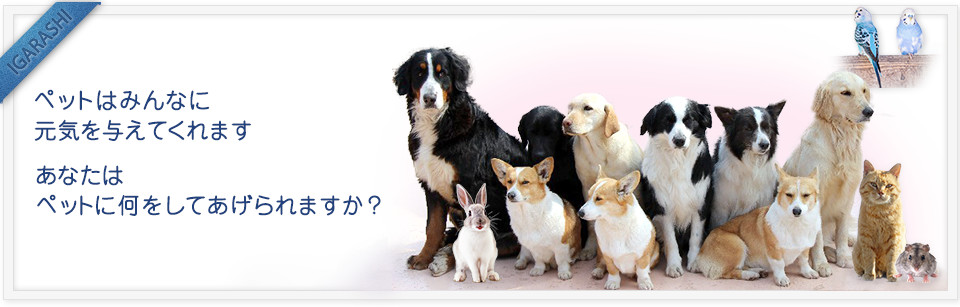イガラシ動物病院