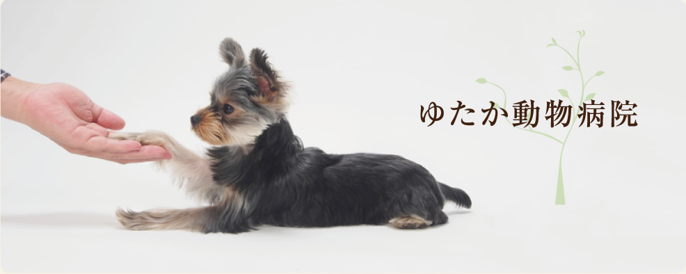 ゆたか動物病院