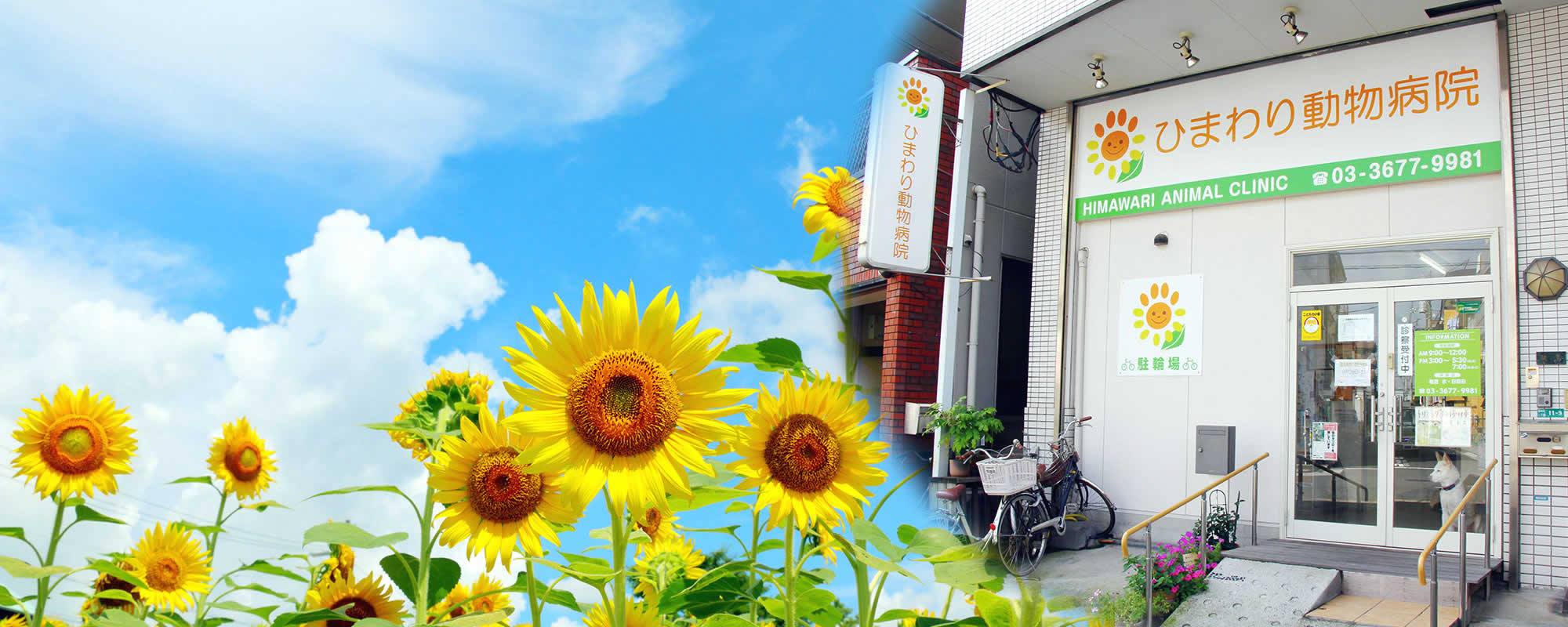 ひまわり動物病院 篠崎