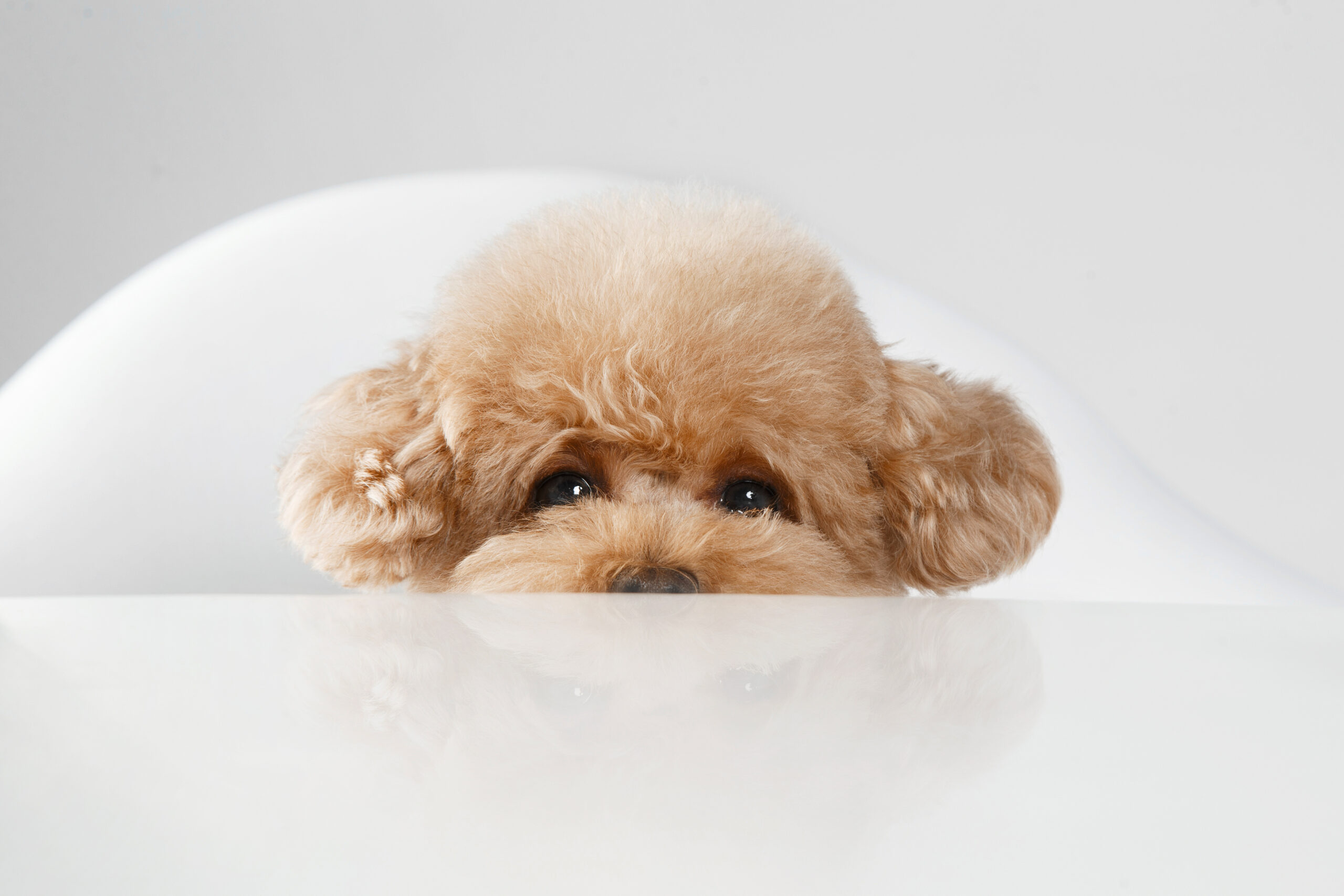 犬ごころ東川口店