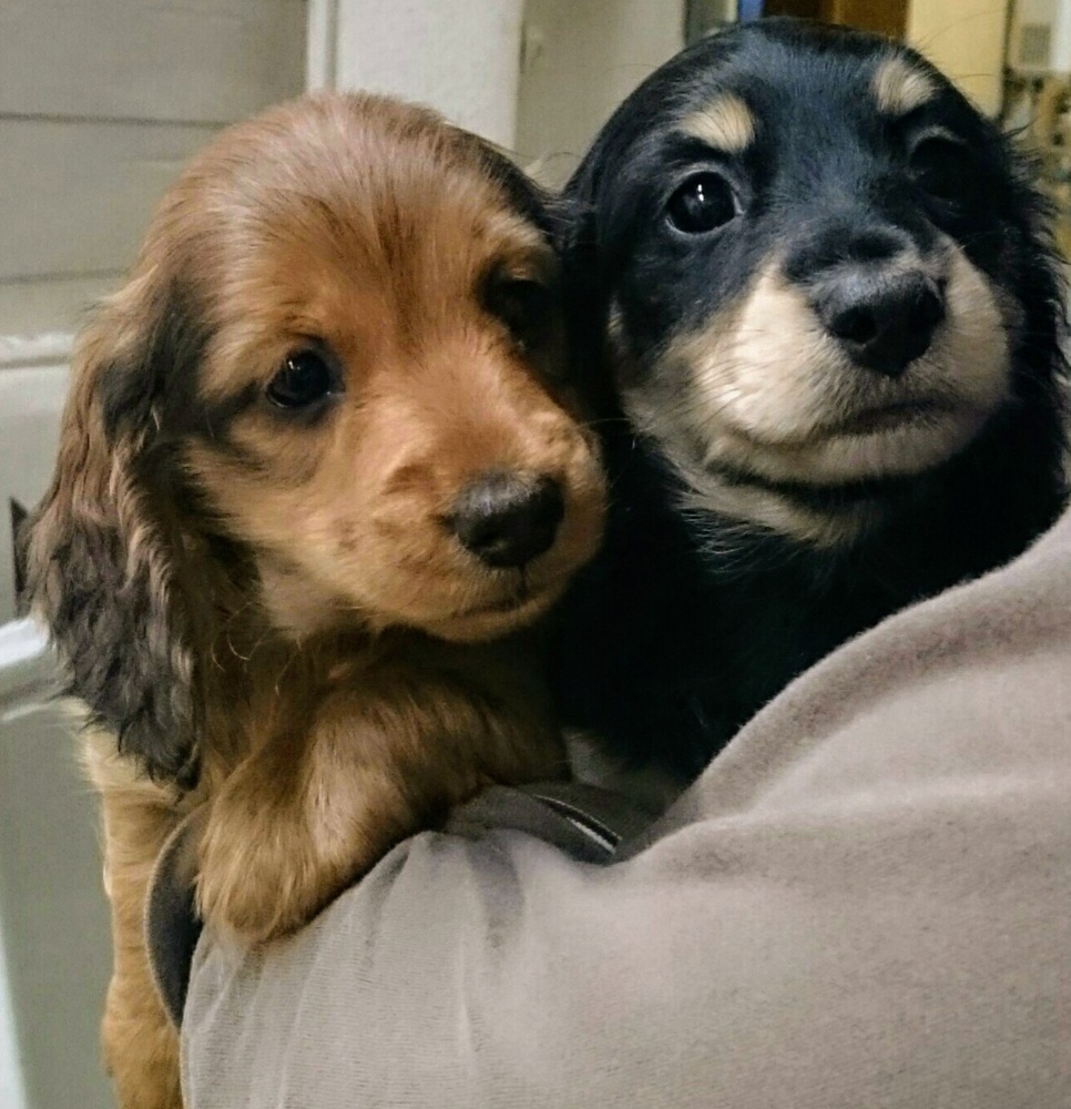 ペットショップＫＩＲＡ