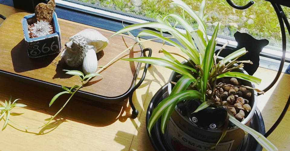 しんぼ犬猫病院