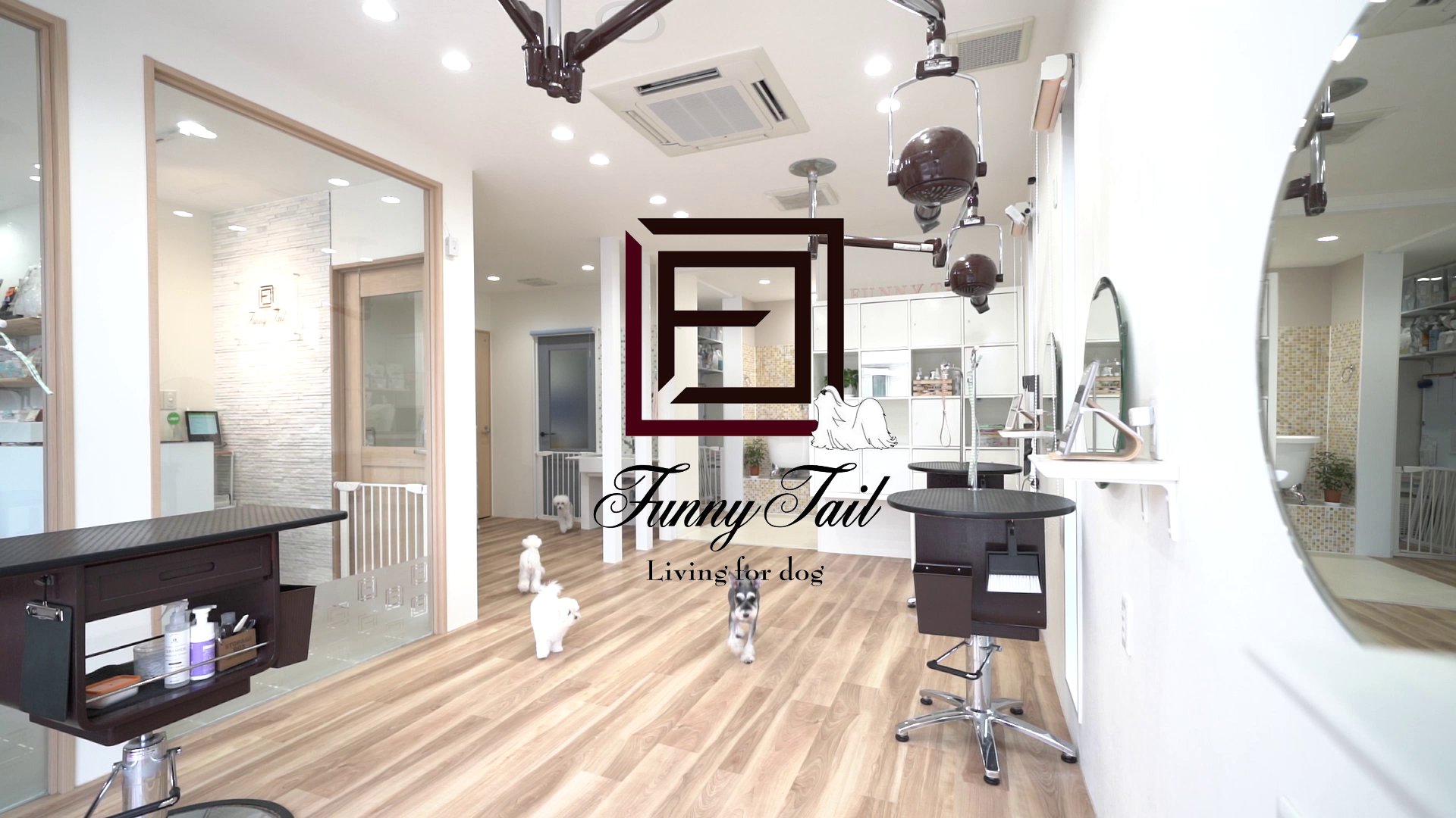 ファニーテール