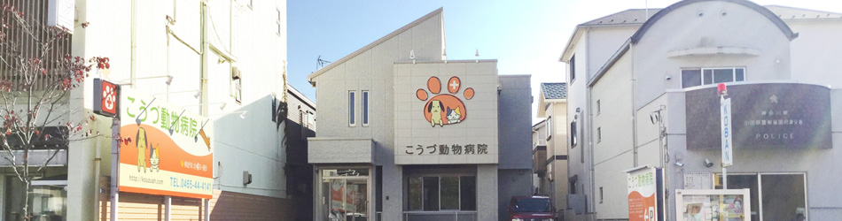 こうづ動物病院