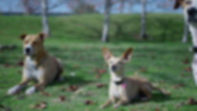 みさと動物病院