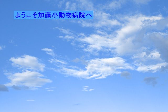 加藤小動物病院
