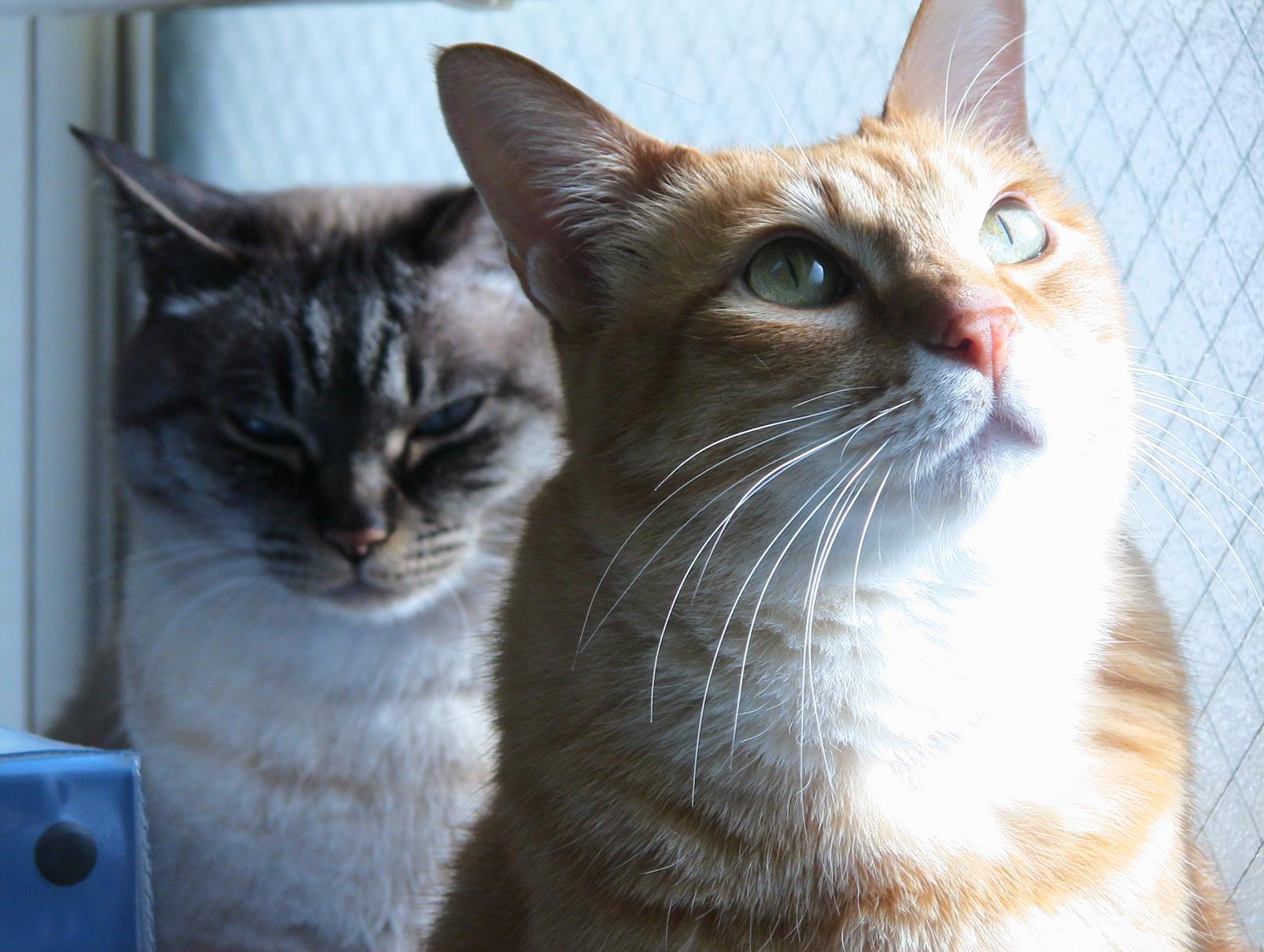 入佐ペットクリニック