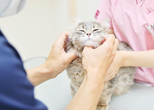 ちはやペットクリニック