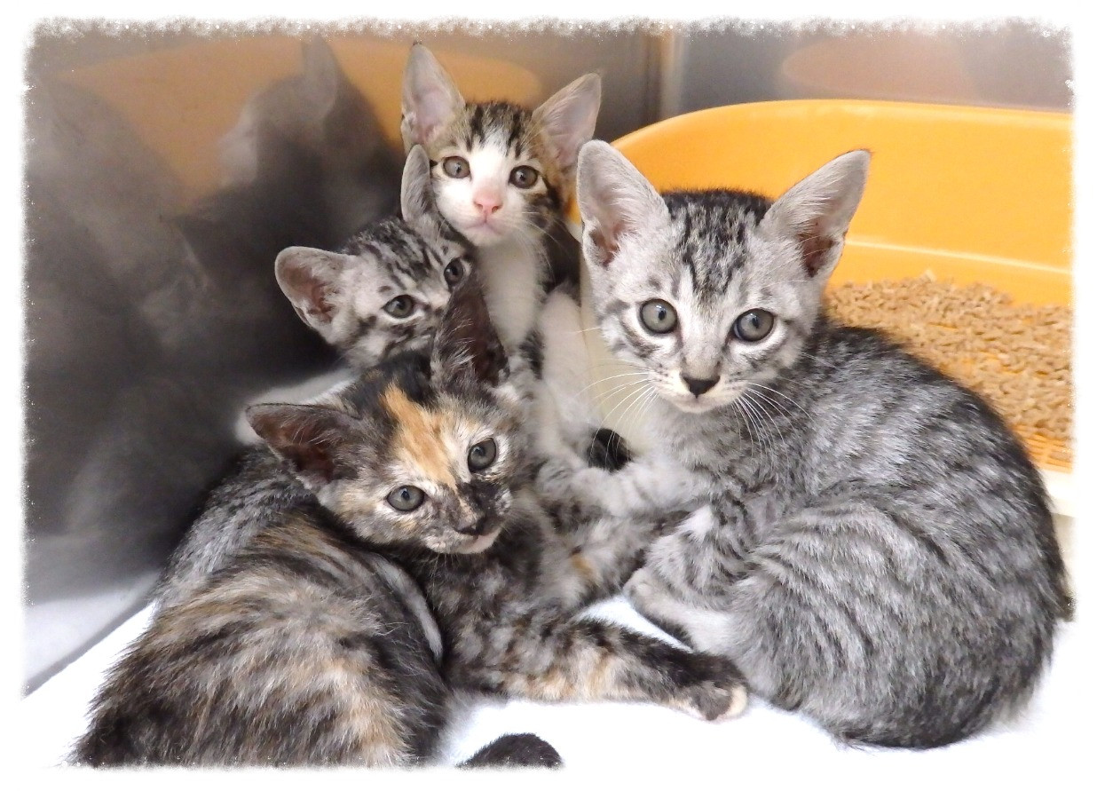 とおやま犬猫病院