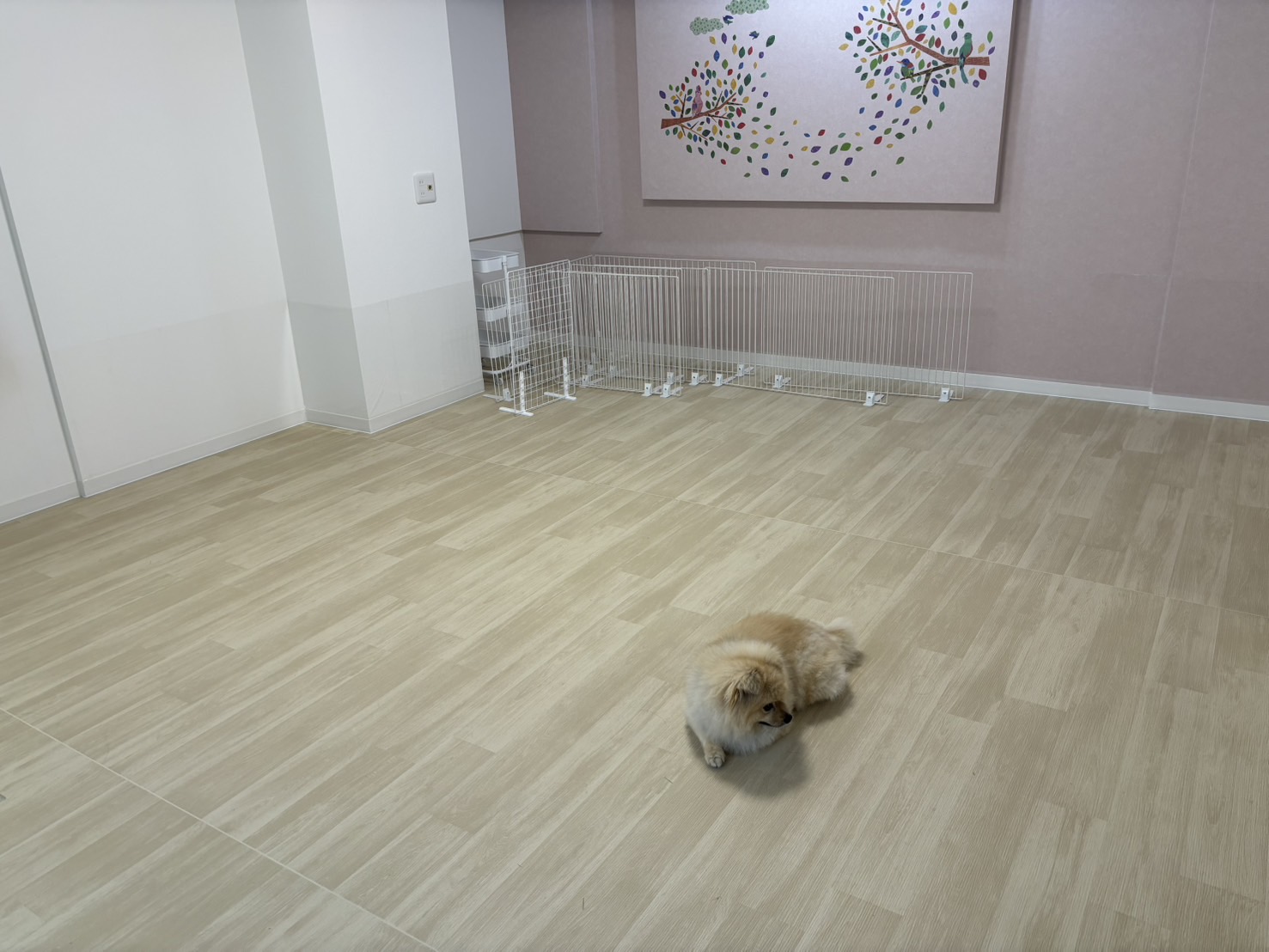 ペットホテル　まんまる