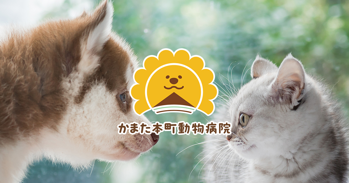 かまた本町動物病院