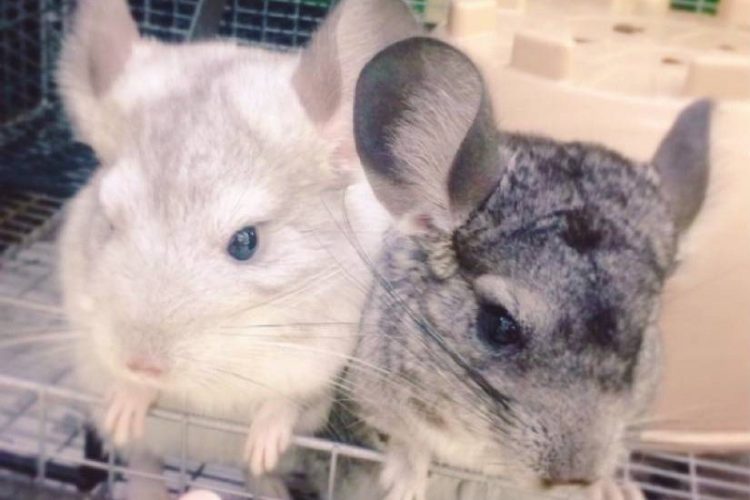 ペットアミ　三条四日町店