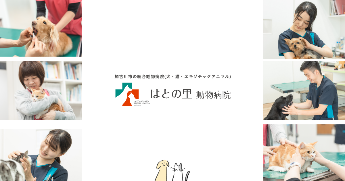 はとの里動物病院