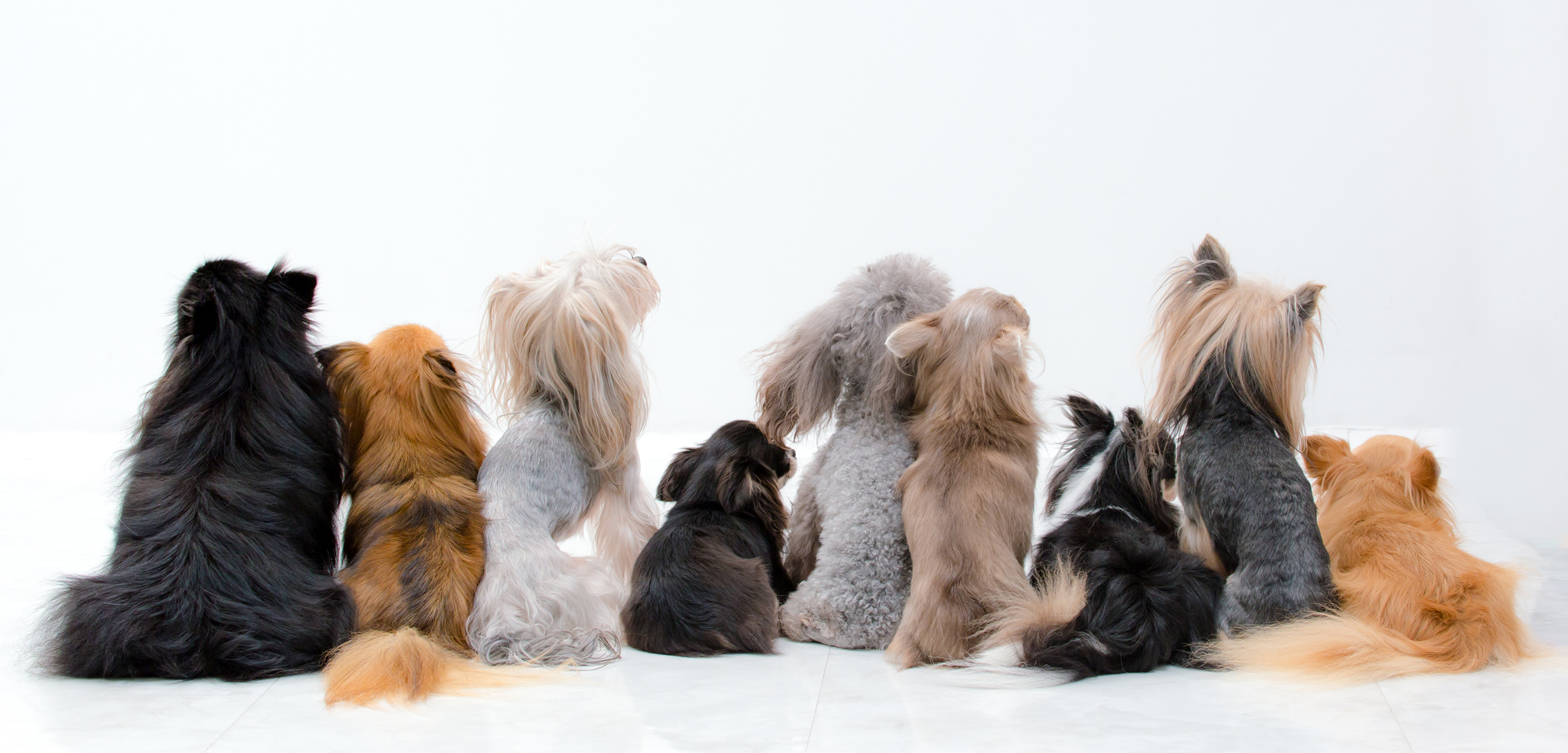 わんわんカーム 道の駅うつのみや ろまんちっく村店