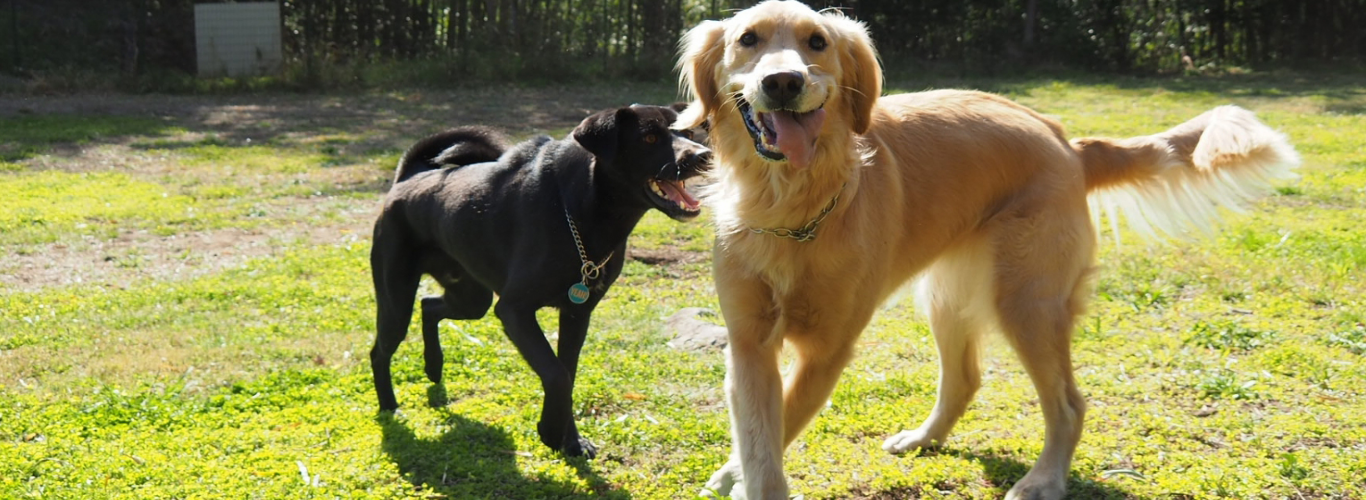 わんだふるライフ