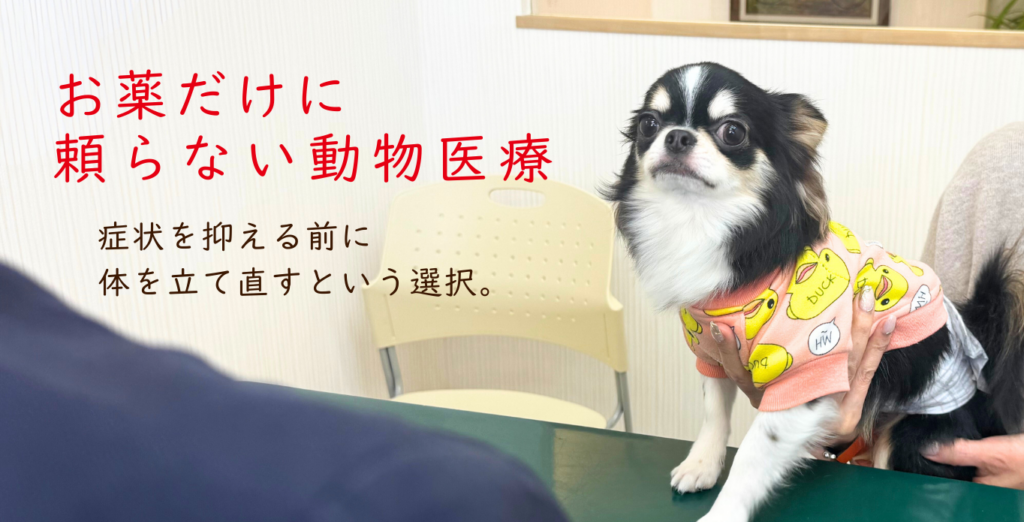 ごとふ動物病院