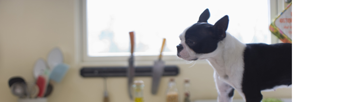 大串ペット動物病院