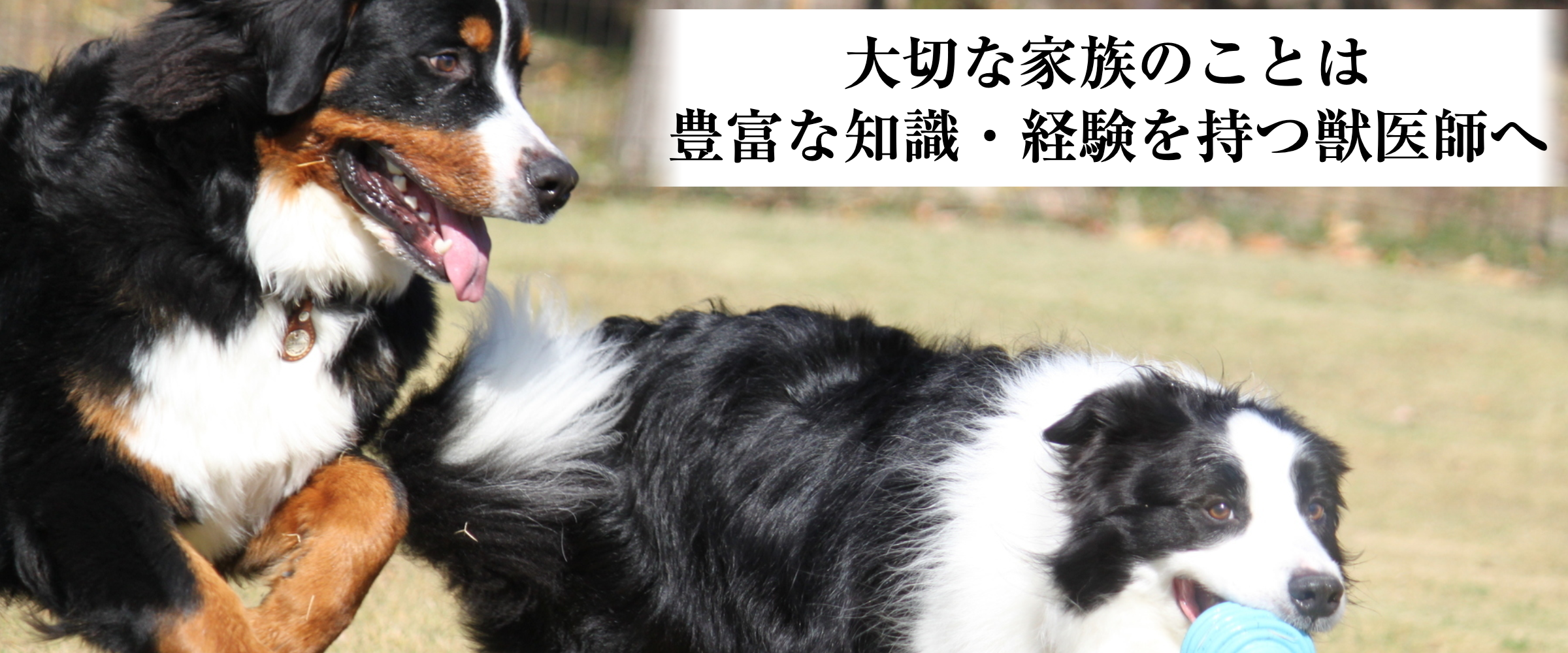 たかひら動物病院