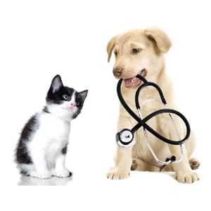 AnimalClinicどんぐりの森