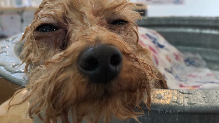 BAWBAW+ 下北沢店