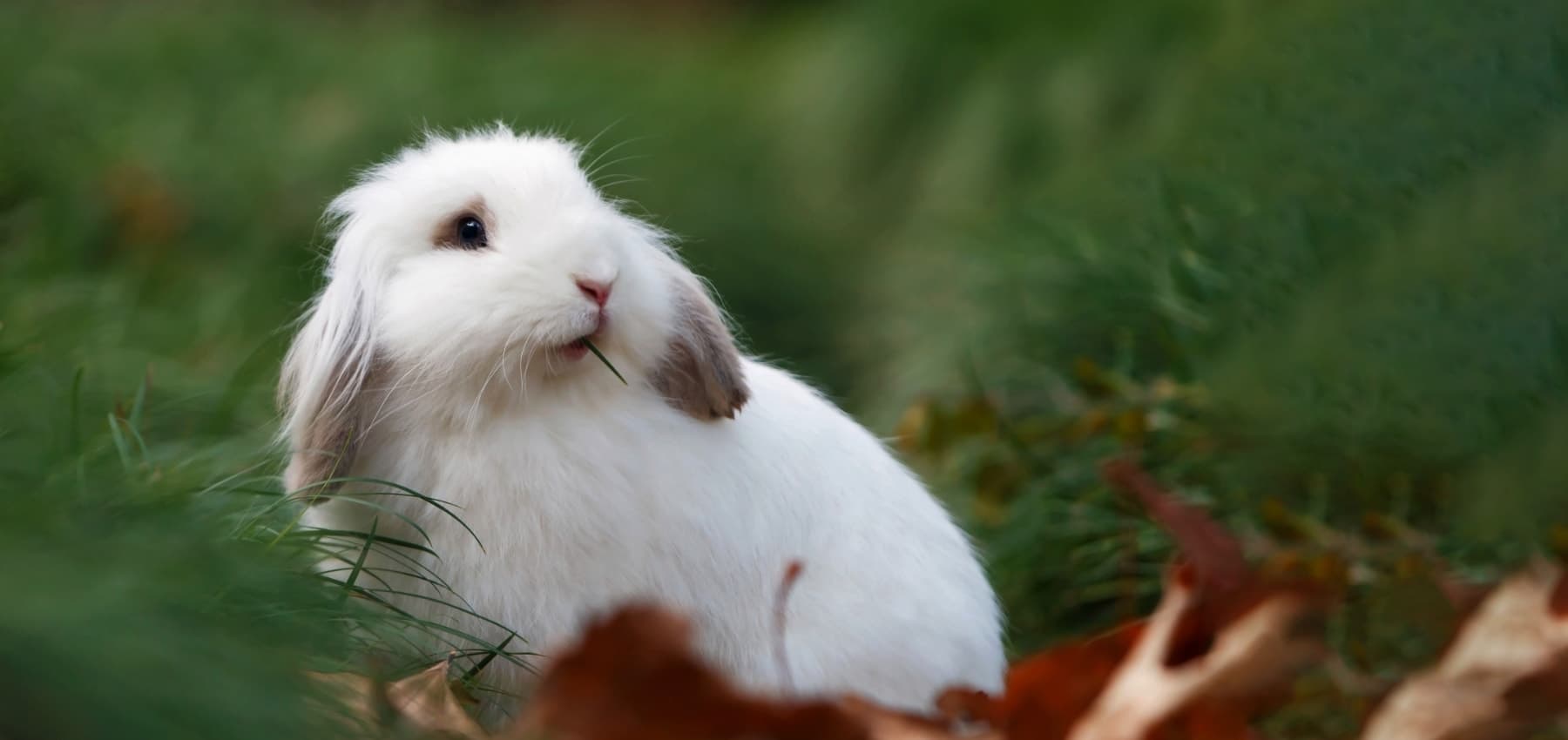 BEN犬猫エキゾの病院