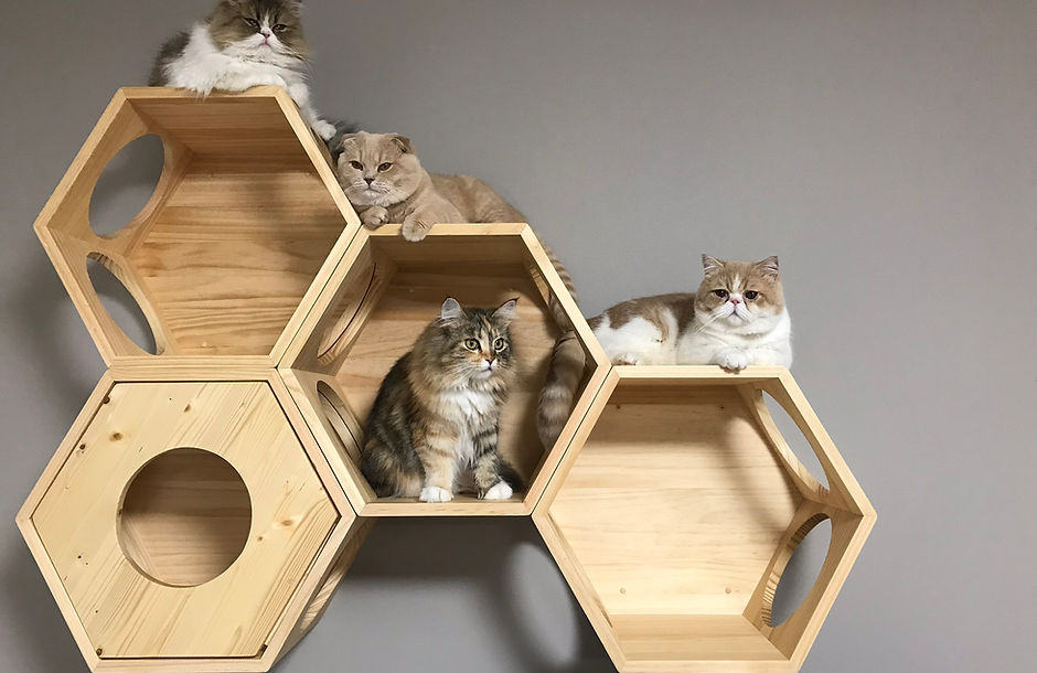 BRILLIANT GREEN CAT HOTEL