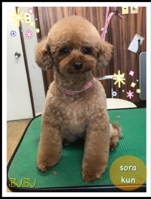 わんこの美容院BUBU