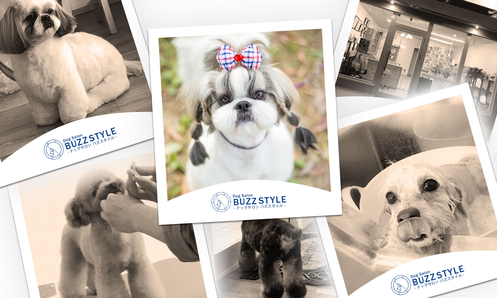 ドッグサロンBUZZS...