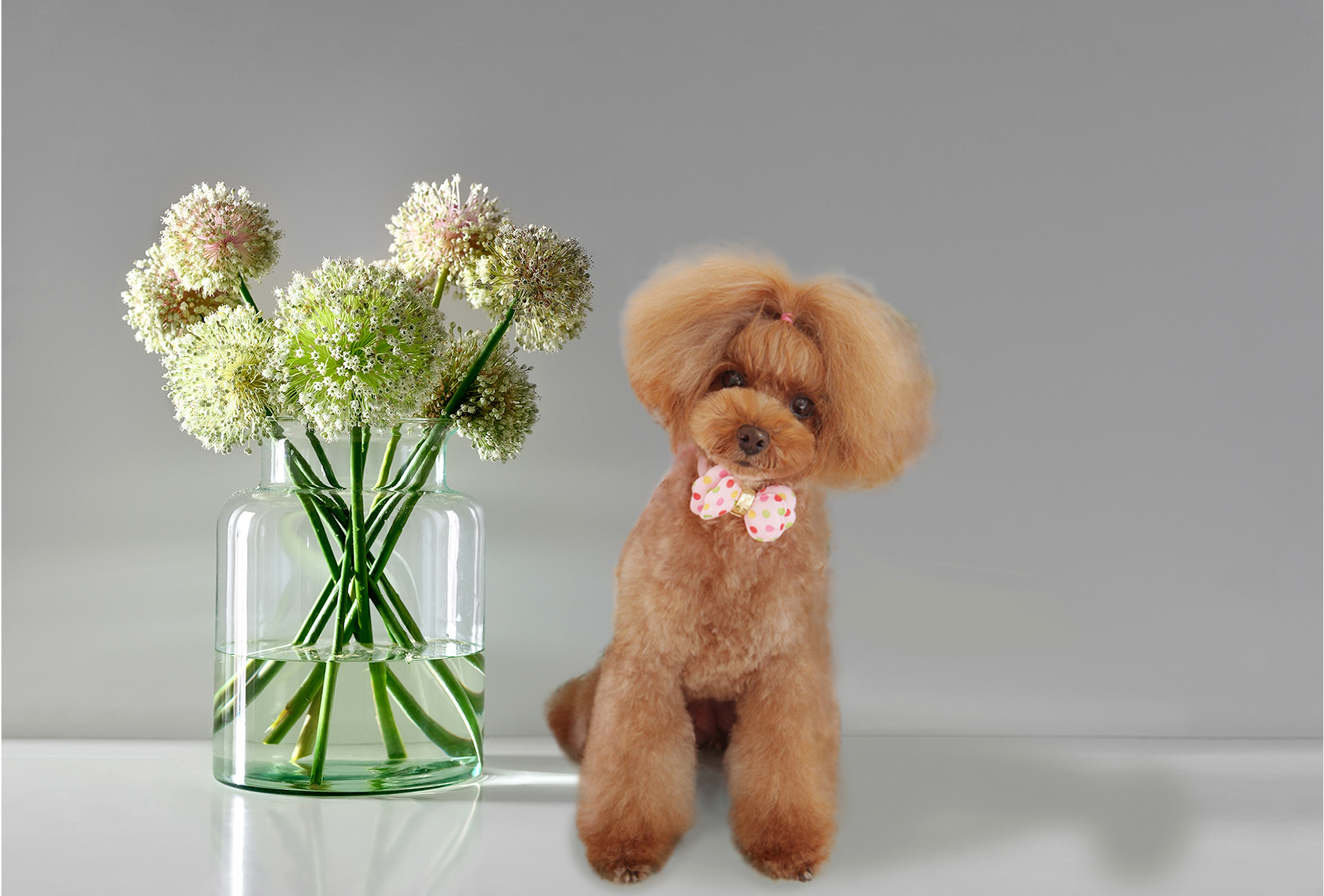 CLASSY DOGS GROOM...