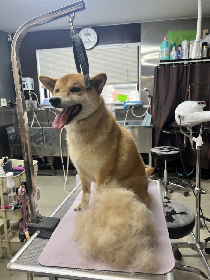 ペットサロンCiel