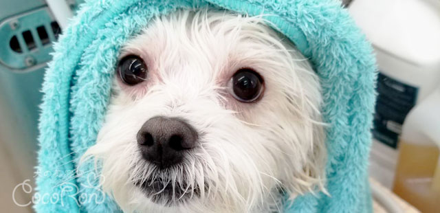 犬の美容室CocoRon