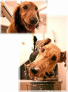 DOG CARE SALON SCOOP