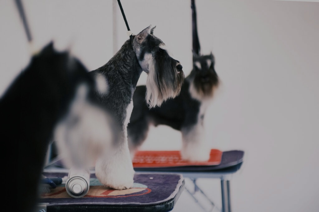 DOG SALON AURA